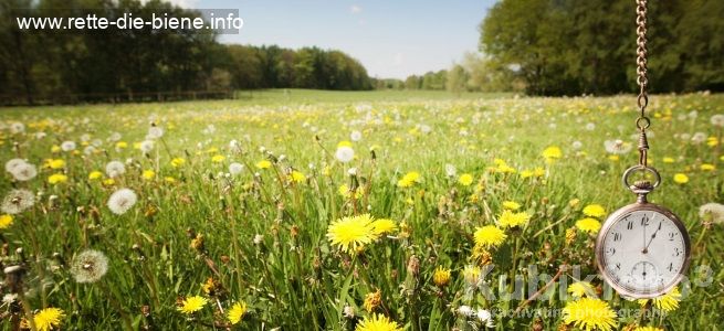 Blumenwiesen-im-Zeitraffer