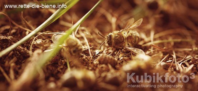 Tote-Bienen